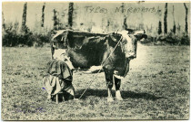 Divers. Types Normands. - La traite des vaches.