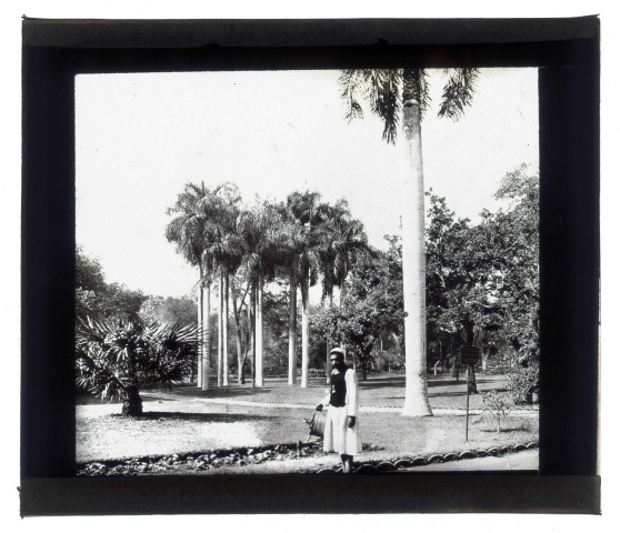 Jardin public avec palmiers.