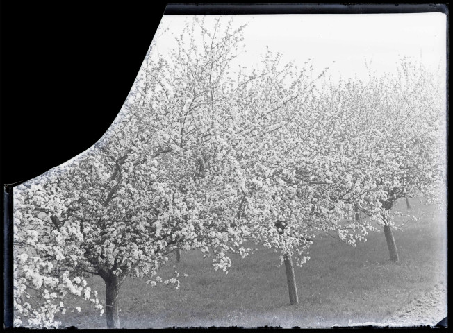 Pommiers en fleurs dans la campagne de Rosay-sur-Lieure (Eure).