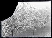 Pommiers en fleurs dans la campagne de Rosay-sur-Lieure (Eure).
