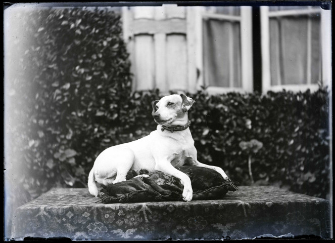 Le chien "Milou" de l'abbé Bretocq.
