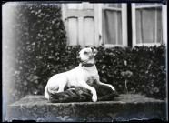 Le chien "Milou" de l'abbé Bretocq.