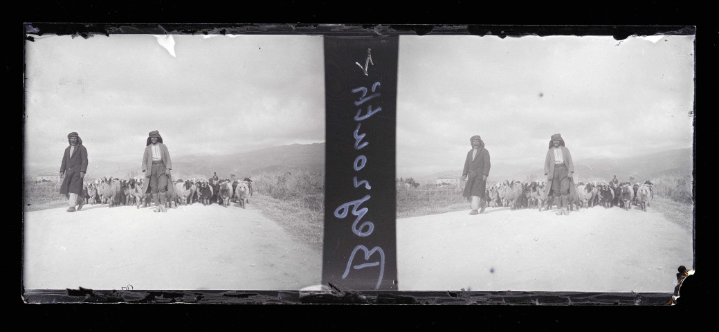 Bergers et leur troupeau de moutons sur un chemin aux abords de Beyrouth (Liban).
