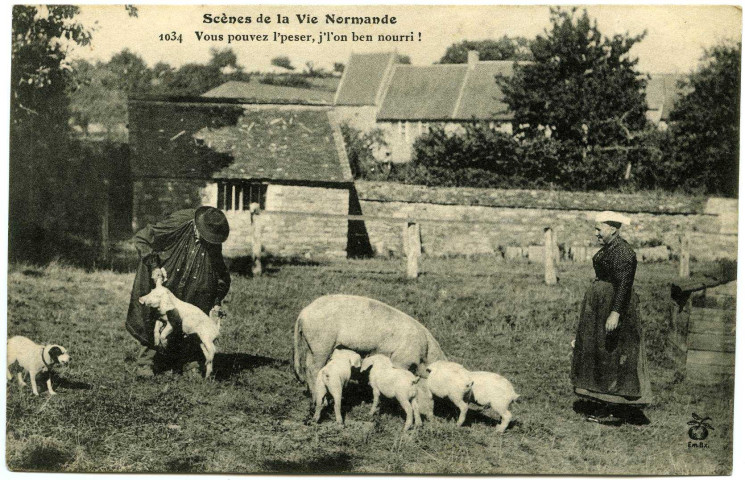Divers. Scènes de la Vie Normande. - Vous pouvez l'peser, j'l'on ben nourri !