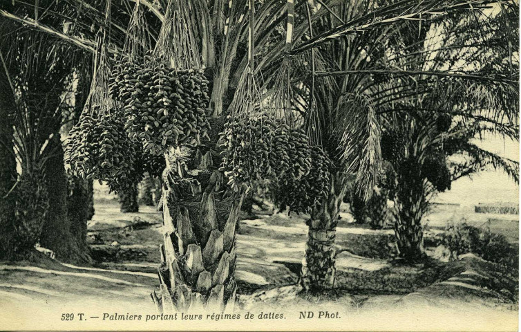 Palmiers portant leurs régimes de dattes