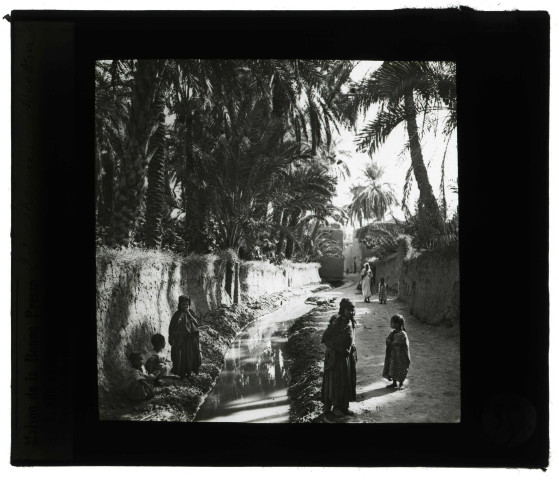 Oasis de Biskra (Algérie).
