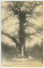 Vernon-Ville. Forêt de Vernon. - Chêne de la Mère Dieu.