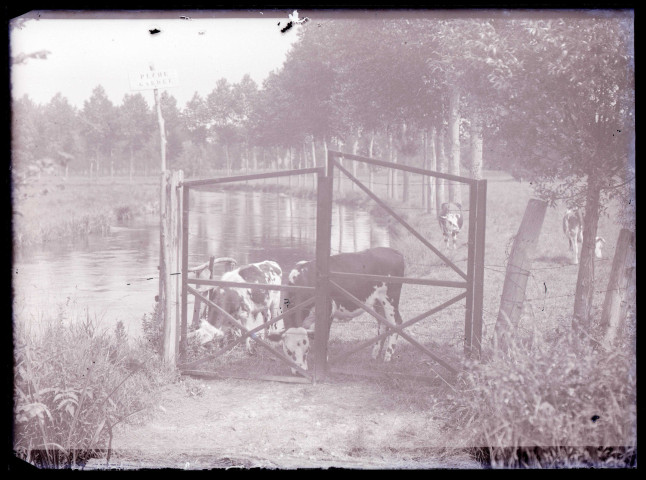 Vaches au bord d'une rivière.