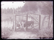 Vaches au bord d'une rivière.