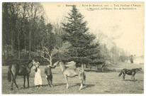 Menneval. Haras de Menneval, 1907. - Trois Yearlings d'Alençon : «Menneval, Juif-Errant, duc de Normandie».