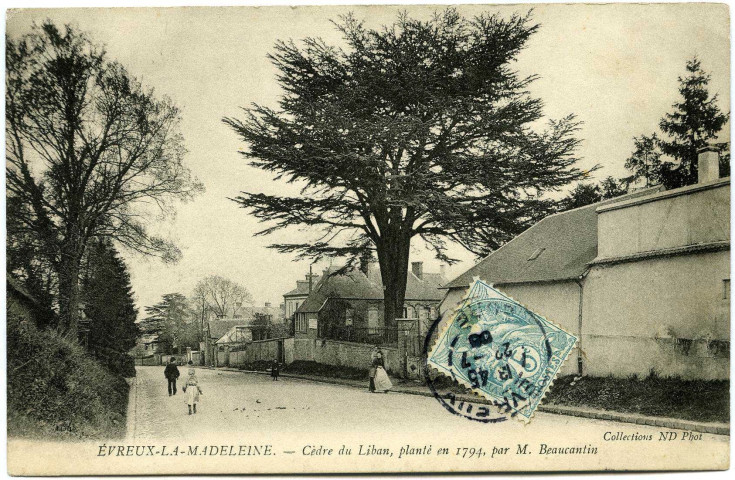 Evreux-Ville. La Madeleine - Cèdre du Liban planté en 1794 par M Beaucantin.