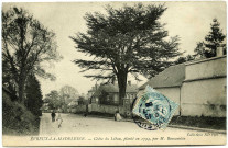 Evreux-Ville. La Madeleine - Cèdre du Liban planté en 1794 par M Beaucantin.