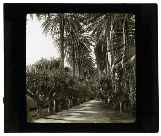 Jardin d'essai à Alger (Algérie).