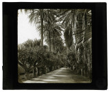 Jardin d'essai à Alger (Algérie).