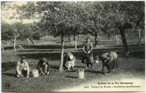 Divers. Scènes de la Vie Normande. - Visite à la Ferme : Cueillette des pommes.