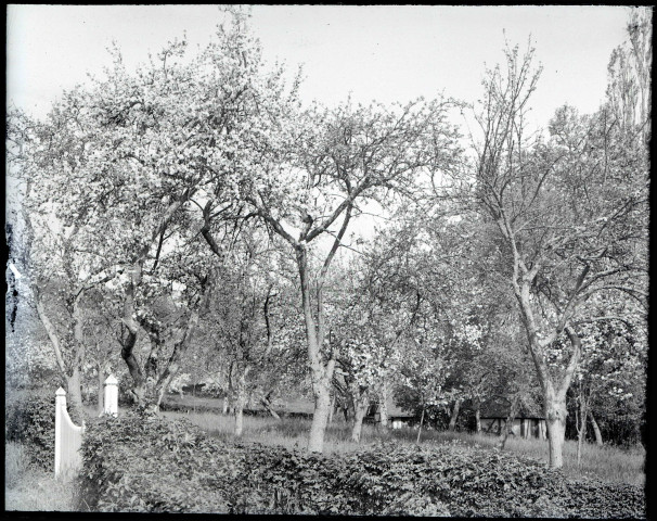 Pommiers en fleurs et grange normande.