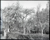 Pommiers en fleurs et grange normande.