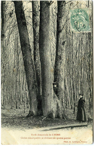 Lyons-la-Forêt. Forêt domaniale de Lyons - Chêne remarquable se divisant en quatre parties.