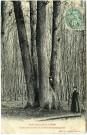 Lyons-la-Forêt. Forêt domaniale de Lyons - Chêne remarquable se divisant en quatre parties.