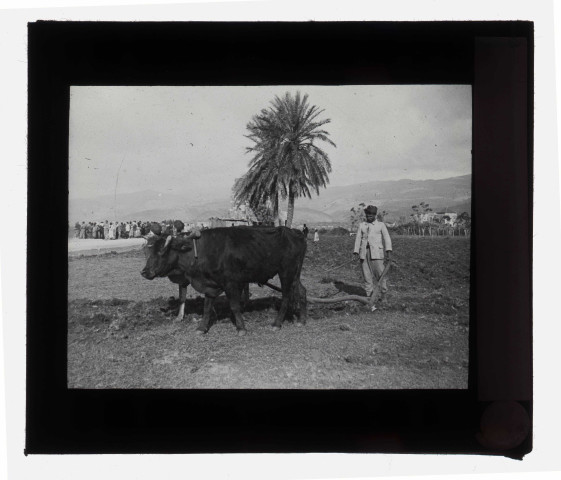 Paysan au labour à Beyrouth (Liban).