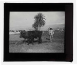 Paysan au labour à Beyrouth (Liban).