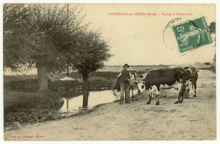 Fontenay. Vaches à l'Abreuvoir.