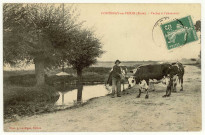 Fontenay. Vaches à l'Abreuvoir.