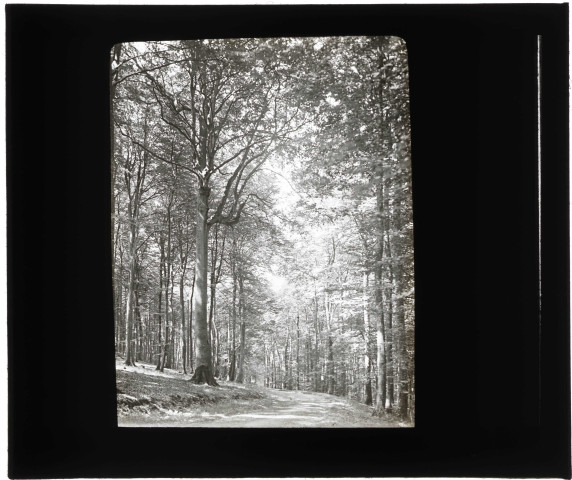 Lieu-dit le « Hêtre à Dieu » de la forêt de Rosay-sur-Lieure (Eure).