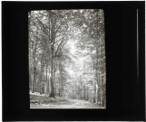 Lieu-dit le « Hêtre à Dieu » de la forêt de Rosay-sur-Lieure (Eure).