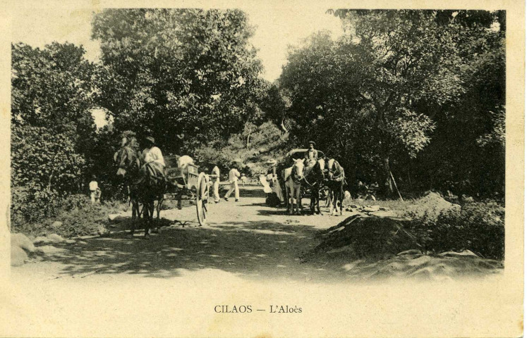 CILAOS - L'Aloès