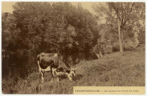 Champignolles. La Pâture au Bords de l'Eure.