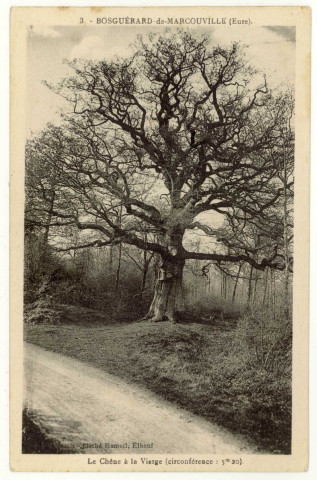 Bosguérard-de-Marcouville. Le Chêne à la Vierge (circonférence :5m20).