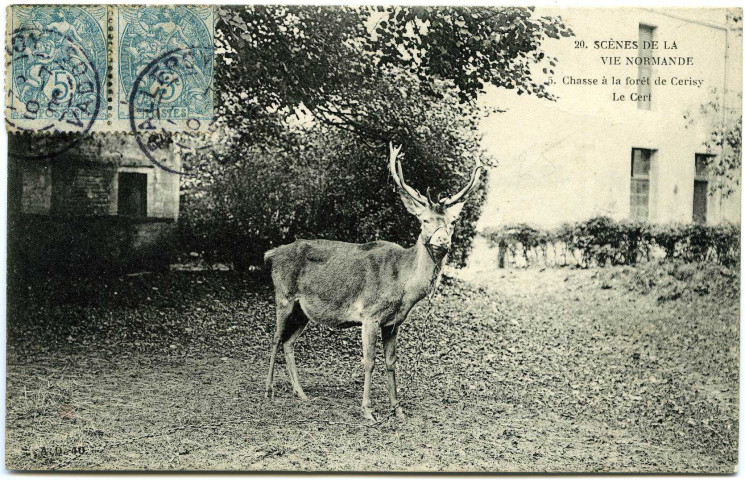 Basse-Normandie. Scènes de la Vie Normande. - Chasse à la Forêt de Cerisy. - Le Cerf.