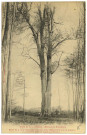 Lyons-la-Forêt. Forêt de Lyons (Eure) - Hêtre de la Bourdigale. Arbre de 3 ou 4 siècles dépérissant mais remarquable par sa grosseur qui est de 5m35 à hauteur d'homme.