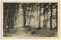 Saint-Sébastien-de-Morsent. Sanatoriums Emile Roux. - Une allée en sous-bois.