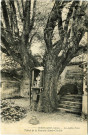 Andelys (Les). Tilleul de la Fontaine Sainte Clotilde.