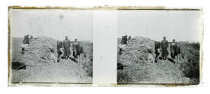 Chargement de céréales sur le dos d'un dromadaire par des paysans.