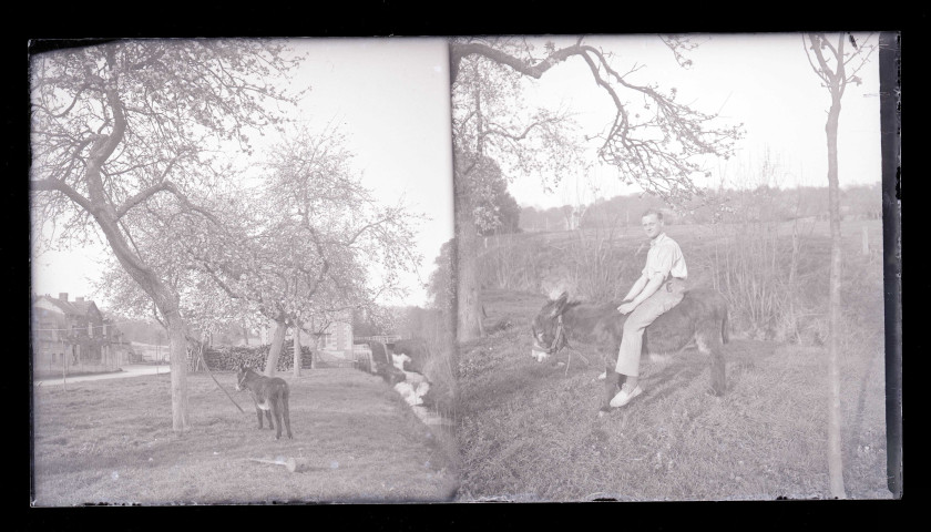 Âne dans un verger. Jeune homme assis sur un âne dans un verger de la campagne normande.