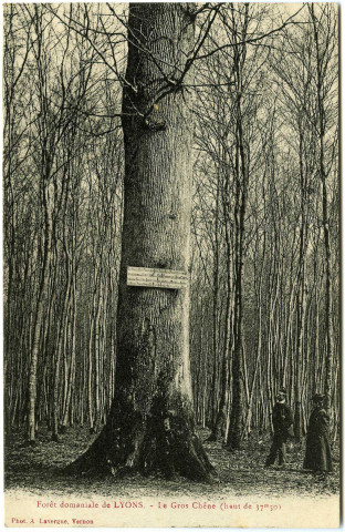 Lyons-la-Forêt. Le Gros Chêne - (haut de 37m50).