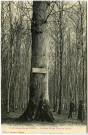 Lyons-la-Forêt. Le Gros Chêne - (haut de 37m50).