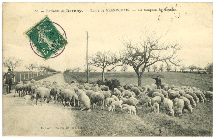 Grandchain. Environs de Bernay. - Route de Grandchain. - Un troupeau de Moutons.