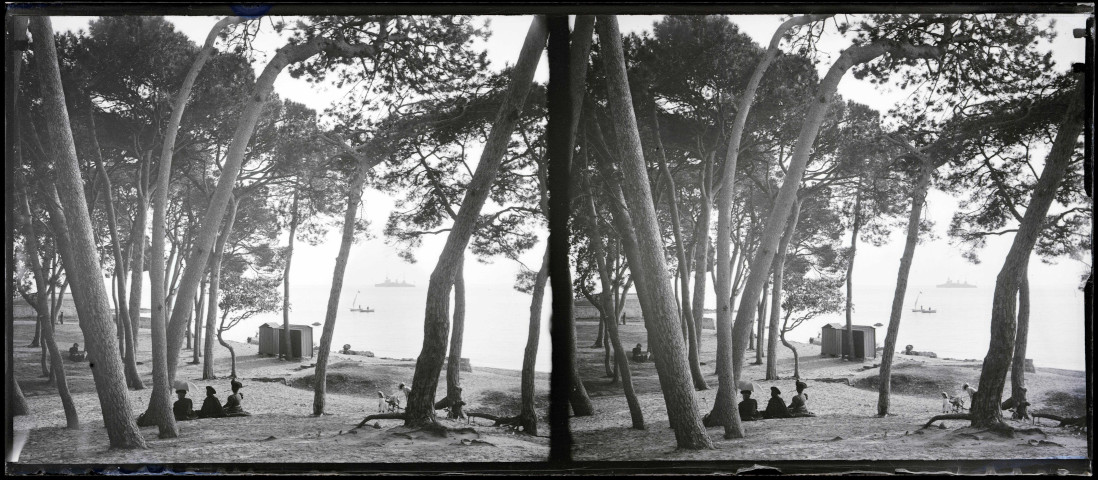Plage sous les pins maritimes.
