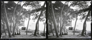 Plage sous les pins maritimes.