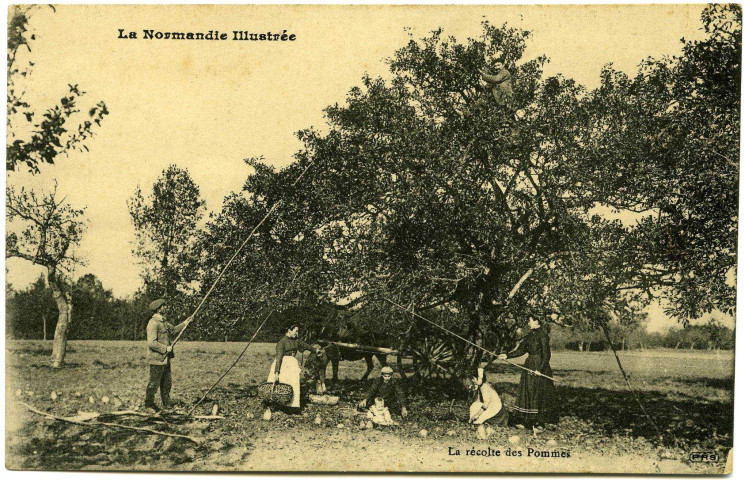Divers. La Normandie illustrée. - La récolte des Pommes.