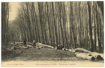 Lyons-la-Forêt. Forêt domaniale de Lyons. - Exploitation forestière.