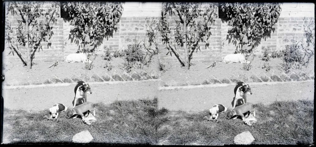 Chiens de l'abbé Bretocq dans le jardin du presbytère de Rosay-sur-Lieure (Eure).