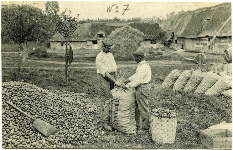 Divers. En Normandie. - Le Cidre, mise en Sacs des Pommes.