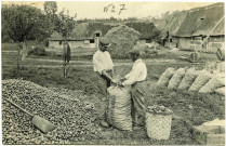 Divers. En Normandie. - Le Cidre, mise en Sacs des Pommes.