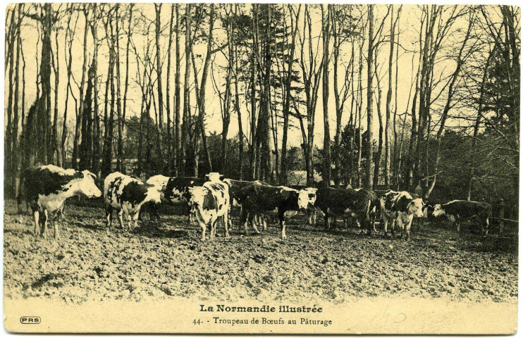 Divers. La Normandie illustrée. - Troupeau de Boeufs au Pâturage.