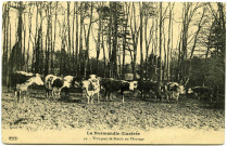 Divers. La Normandie illustrée. - Troupeau de Boeufs au Pâturage.